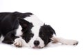 Tired border collie lying isolated on a white background